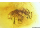 Rare Ant-Like Stone Beetle Scydmaeninae Mastigini. Fossil insect in Baltic amber #9543