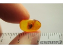 Rare Ant-Like Stone Beetle Scydmaeninae Mastigini. Fossil insect in Baltic amber #9543