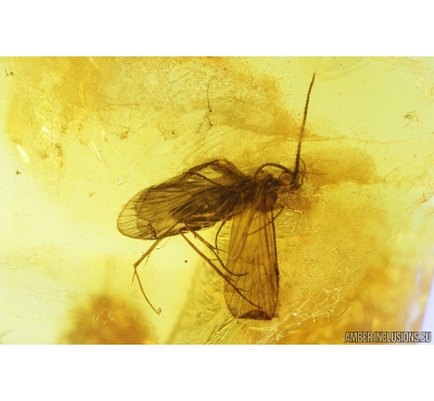 Nice Caddisfly Trichoptera Fossil insect in Baltic amber #9544