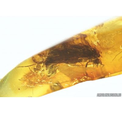 Rare Caddisfly with Eggs, Trichoptera. Fossil insect in Baltic amber #9545