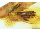 Rare Caddisfly with Eggs, Trichoptera. Fossil insect in Baltic amber #9545