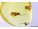 Nice Caddisfly Trichoptera and More. Fossil insects in Ukrainian Rovno amber #9546R
