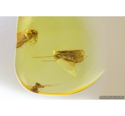 Nice Caddisfly Trichoptera and More. Fossil insects in Ukrainian Rovno amber #9546R