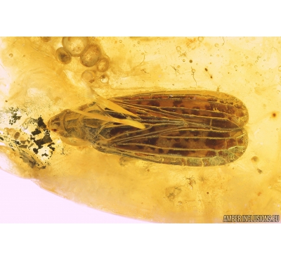 Planthopper, Cicadina. Fossil insect in Baltic amber #9547