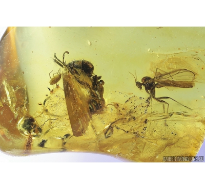 Ant Hymenoptera with Mite Acari & Fungus gnat Mycetophilidae. Fossil inclusions Baltic amber #9549