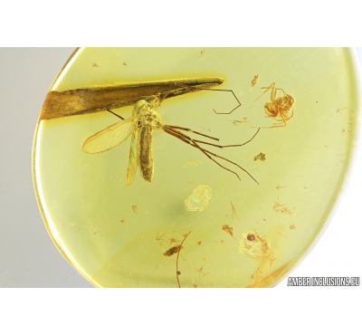 Ant Hymenoptera, Fungus gnat Mycetophilidae and Leaf. Fossil inclusions Baltic amber #9550