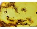 Swarm of True midges, Chironomidae & Long-legged fly Dolichopodidae. Fossil insects Baltic amber #9551