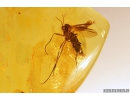 Nice Fungus gnat Mycetophilidae. Fossil insect in Baltic amber #9553