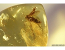 Nice Fungus gnat Mycetophilidae. Fossil insect in Baltic amber #9553