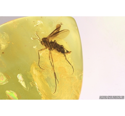 Nice Fungus gnat Mycetophilidae. Fossil insect in Baltic amber #9553