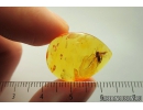 Nice Fungus gnat Mycetophilidae. Fossil insect in Baltic amber #9553