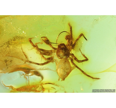 Rare Spider Dictynidae, Mastigusa. Fossil Inclusion in Baltic amber #9554
