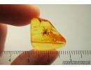 Rare Spider Dictynidae, Mastigusa. Fossil Inclusion in Baltic amber #9554