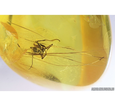 Mammalian hair and Ant Hymenoptera. Fossil inclusions in Baltic amber #9555