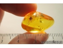 Mammalian hair and Ant Hymenoptera. Fossil inclusions in Baltic amber #9555
