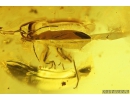 Mammalian hair and Bug Heteroptera. Fossil inclusions in Baltic amber #9556