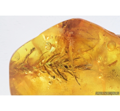 Nice Moss Bryophyta and Plant . Fossil Inclusion in Baltic amber #9557