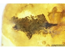 Nice Moss Bryophyta and Plant . Fossil Inclusion in Baltic amber #9557