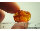 Nice Moss Bryophyta and Plant . Fossil Inclusion in Baltic amber #9557