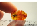 Nice Moss Bryophyta and Plant . Fossil Inclusion in Baltic amber #9557