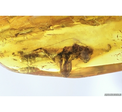 Rare Big 10mm Gladiator Mantophasmatodea Raptophasmidae. Fosill inclusion in Baltic amber #9558