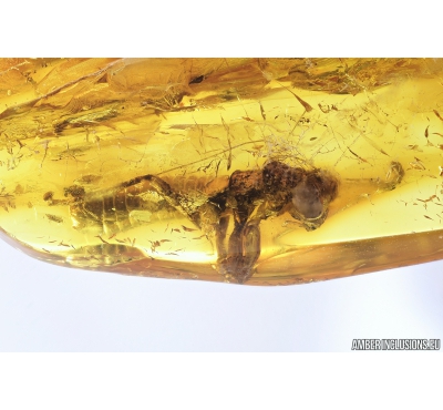Rare Big 10mm Gladiator Mantophasmatodea Raptophasmidae. Fosill inclusion in Baltic amber #9558