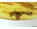 Rare Big 10mm Gladiator Mantophasmatodea Raptophasmidae. Fosill inclusion in Baltic amber #9558