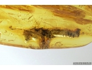 Rare Big 10mm Gladiator Mantophasmatodea Raptophasmidae. Fosill inclusion in Baltic amber #9558