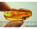 Rare Big 10mm Gladiator Mantophasmatodea Raptophasmidae. Fosill inclusion in Baltic amber #9558