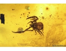 Two Pseudoscorpiones, Spider Araneae and Fungus gnat with Eggs Mycetophilidae. Fossil inclusions Baltic amber #9559