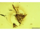 Two Pseudoscorpiones, Spider Araneae and Fungus gnat with Eggs Mycetophilidae. Fossil inclusions Baltic amber #9559