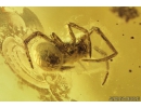 Two Pseudoscorpiones, Spider Araneae and Fungus gnat with Eggs Mycetophilidae. Fossil inclusions Baltic amber #9559