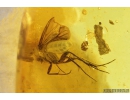 Two Pseudoscorpiones, Spider Araneae and Fungus gnat with Eggs Mycetophilidae. Fossil inclusions Baltic amber #9559