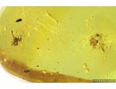 Two Pseudoscorpiones, Spider Araneae and Fungus gnat with Eggs Mycetophilidae. Fossil inclusions Baltic amber #9559