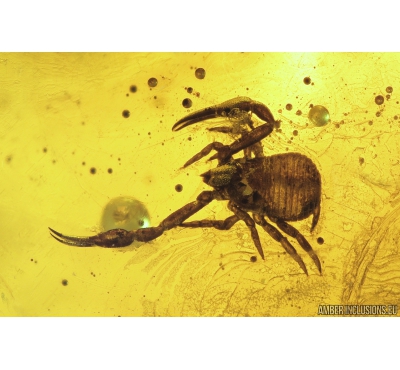 Two Pseudoscorpiones, Spider Araneae and Fungus gnat with Eggs Mycetophilidae. Fossil inclusions Baltic amber #9559