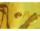 Two Pseudoscorpiones, Spider Araneae and Fungus gnat with Eggs Mycetophilidae. Fossil inclusions Baltic amber #9559