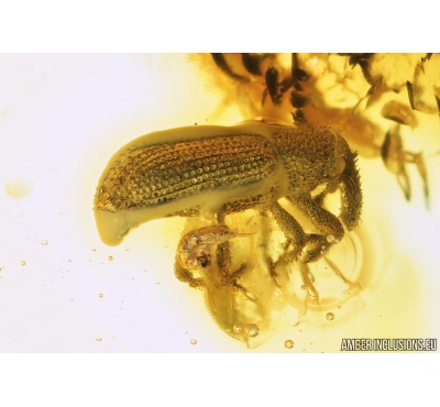 Weevil Beetle Curculionidae Electrocossonus kirejtshuki, Dark-Winged fungus gnat Sciaridae with Eggs and Caprolites. Fossil inclusions in Baltic amber #9560