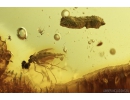 Weevil Beetle Curculionidae Electrocossonus kirejtshuki, Dark-Winged fungus gnat Sciaridae with Eggs and Caprolites. Fossil inclusions in Baltic amber #9560