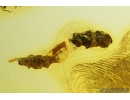 Weevil Beetle Curculionidae Electrocossonus kirejtshuki, Dark-Winged fungus gnat Sciaridae with Eggs and Caprolites. Fossil inclusions in Baltic amber #9560