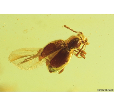 Nice Ant-Like Stone Beetle Scydmaeninae and Termite Isoptera. Fossil inclusions in Baltic amber #9569