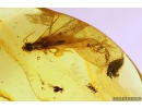 Nice Ant-Like Stone Beetle Scydmaeninae and Termite Isoptera. Fossil inclusions in Baltic amber #9569