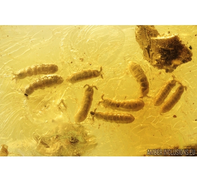 Many Springtails Collembola and Beetle fragment. Fossil inclusions in Baltic amber #9572