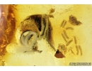 Many Springtails Collembola and Beetle fragment. Fossil inclusions in Baltic amber #9572