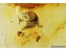 Many Springtails Collembola and Beetle fragment. Fossil inclusions in Baltic amber #9572