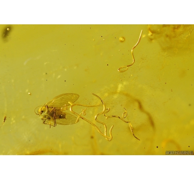 Rare scene Many Worms Nematoda and Dipterans. Fossil Inclusions in Baltic amber #9573