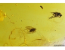 Rare scene Many Worms Nematoda and Dipterans. Fossil Inclusions in Baltic amber #9573