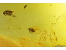 Rare scene Many Worms Nematoda and Dipterans. Fossil Inclusions in Baltic amber #9573