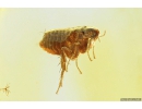 Extremely Rare FLEA, SIPHONAPTERA. Seventh specimen in Baltic amber #9574