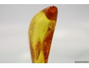 Extremely Rare FLEA, SIPHONAPTERA. Seventh specimen in Baltic amber #9574