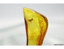 Extremely Rare FLEA, SIPHONAPTERA. Seventh specimen in Baltic amber #9574